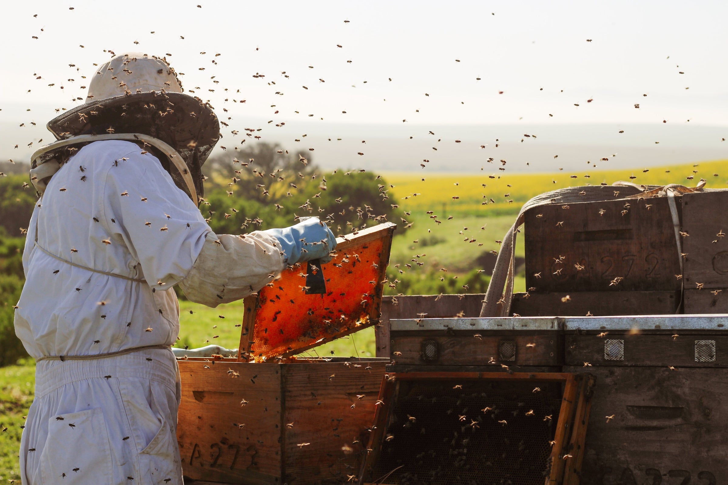 How you can help protect bees