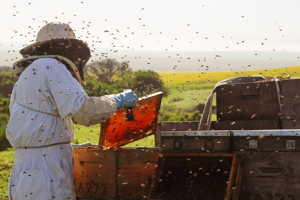 How you can help protect bees