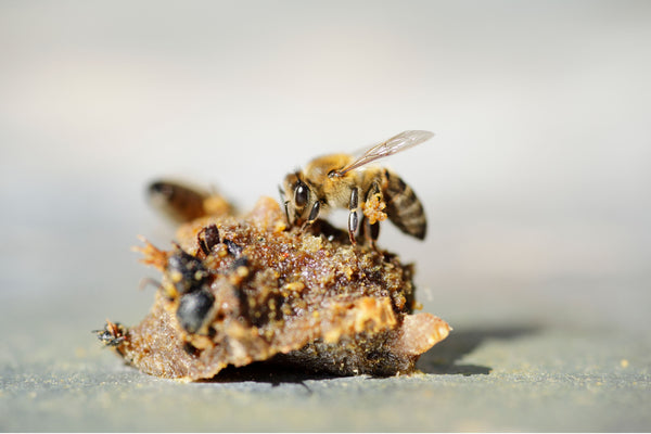 What is propolis and why is it so powerful in honey?